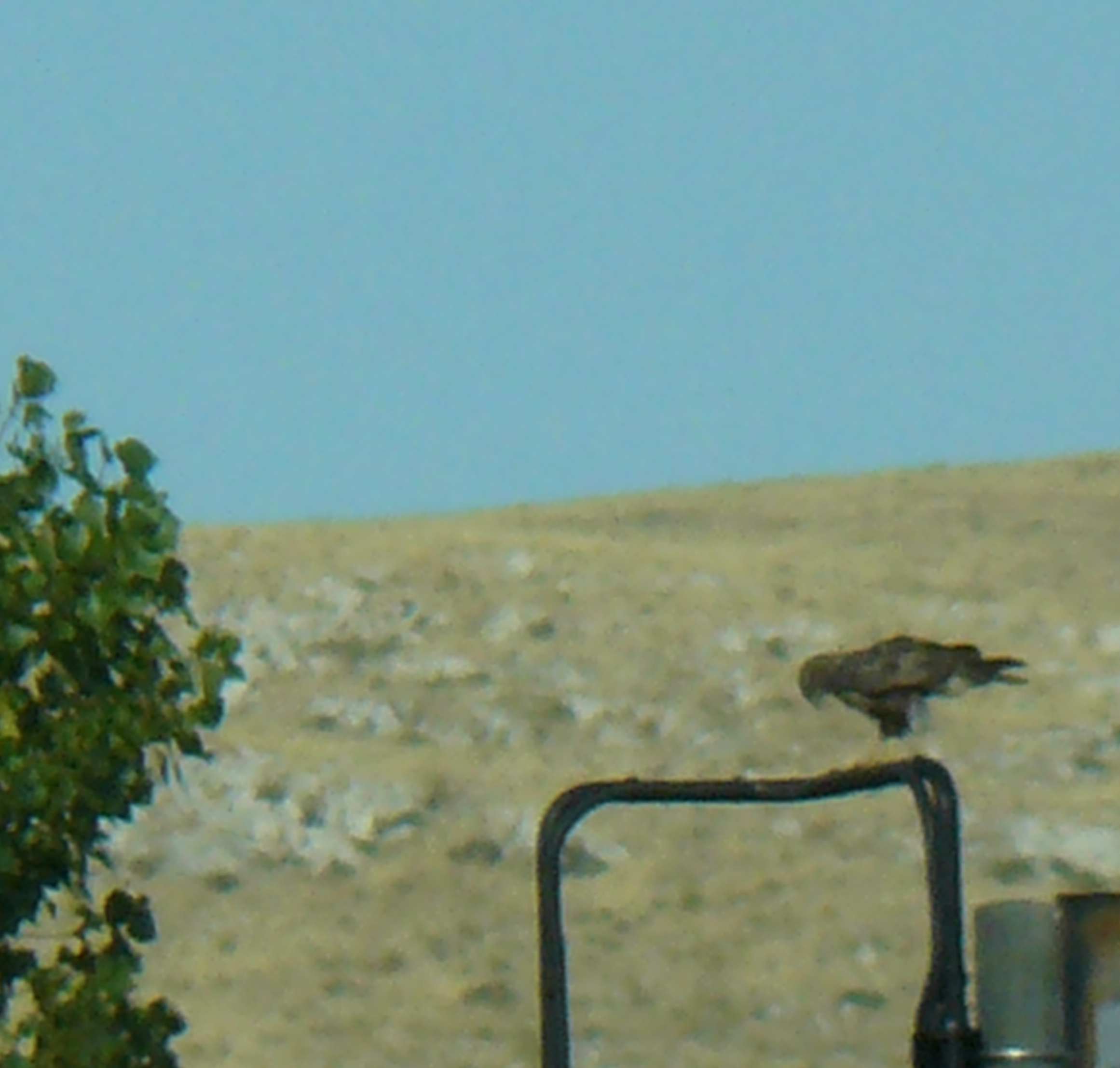 Identificazione rapace